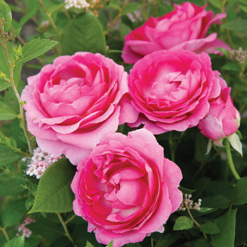 Hybrid Tea Roses: Edmunds' Roses