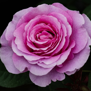 Rose, Hybrid Tea, Raspberry Cupcake™ Rose, Hybrid Tea, Raspberry Cupcake™