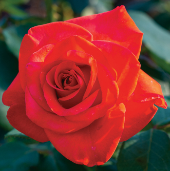 Rose, Hybrid Tea, Ring of Fire™ Rose, Hybrid Tea, Ring of Fire™