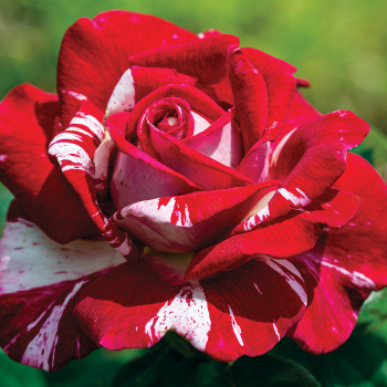 Rose, Grandiflora, Rock & Roll™ Rose, Grandiflora, Rock & Roll™
