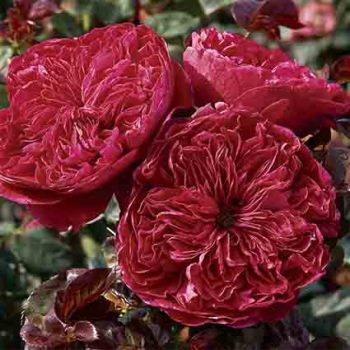 Rouge Royale™ Hybrid Tea Rose