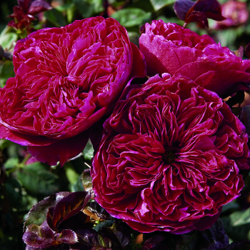 Rouge Royale™ Hybrid Tea Rose Rouge Royale™ Hybrid Tea Rose