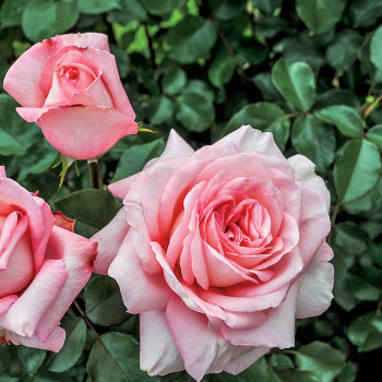 Savannah™ Hybrid Tea Rose