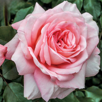 Rose, Hybrid Tea, Savannah™ Rose, Hybrid Tea, Savannah™