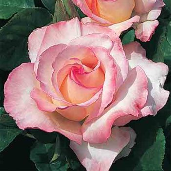 Secret™ Hybrid Tea Rose