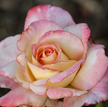 Rose, Hybrid Tea, Secret™ Rose, Hybrid Tea, Secret™