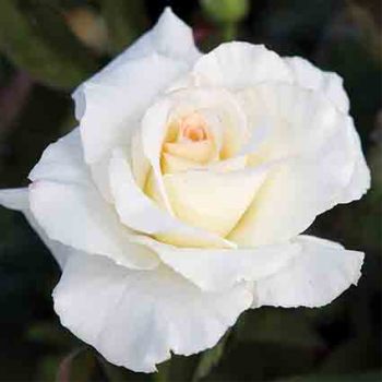 Secret's Out!™ Hybrid Tea Rose