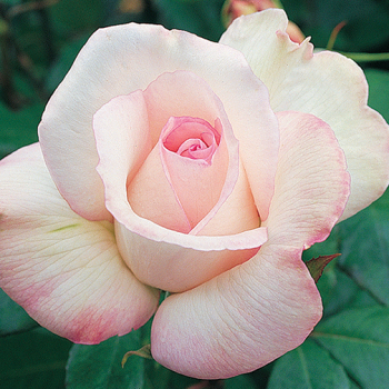 Rose, Hybrid Tea, Sheer Bliss Rose, Hybrid Tea, Sheer Bliss
