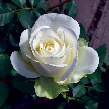 Shirley's Bouquet™ Hybrid Tea Rose