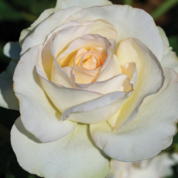 Rose, Hybrid Tea, Shirley's Bouquet™ Rose, Hybrid Tea, Shirley's Bouquet™