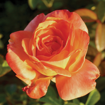 Shreveport™ Grandiflora Rose