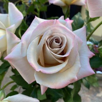 Rose, Grandiflora, Stephen Rulo Rose, Grandiflora, Stephen Rulo