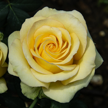 Rose, Hybrid Tea, St. Patrick® Rose, Hybrid Tea, St. Patrick®