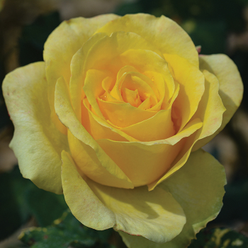 St. Patrick™ Hybrid Tea Rose