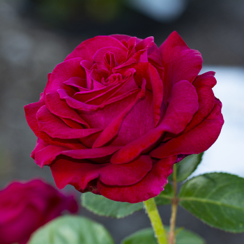 Hybrid Tea Roses: Edmunds' Roses