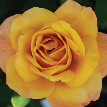 Rose, Grandiflora, Strike It Rich® Rose, Grandiflora, Strike It Rich®