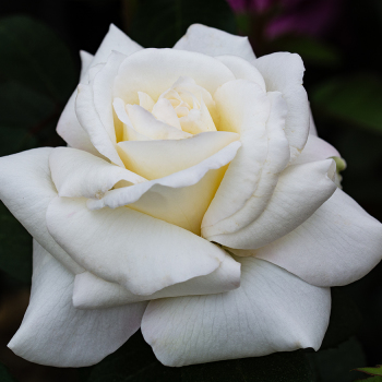 Rose, Hybrid Tea, Sugar Moon™ Rose, Hybrid Tea, Sugar Moon™