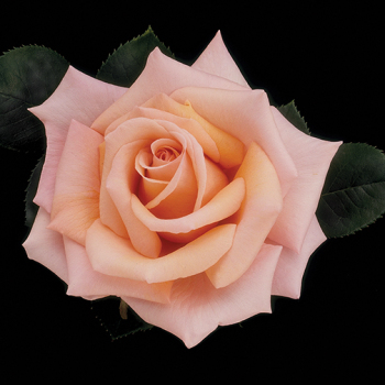 Rose, Hybrid Tea, Sunset Celebration™ Rose, Hybrid Tea, Sunset Celebration™
