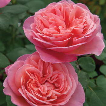 Sweet Mademoiselle™ Hybrid Tea Rose