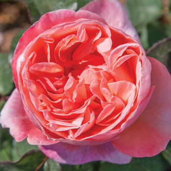 Rose, Hybrid Tea, Sweet Mademoiselle™ Rose, Hybrid Tea, Sweet Mademoiselle™