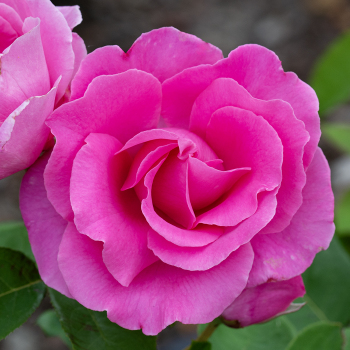 Rose, Hybrid Tea, The McCartney Rose™ Rose, Hybrid Tea, The McCartney Rose™