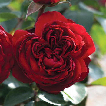 Rose, Grandiflora, Tiamo™ Rose, Grandiflora, Tiamo™