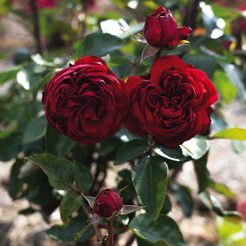 A LIMITED EDITION ROUGE DE COEUR, ROSE EXTRÊME & BLEU ZANZIBAR