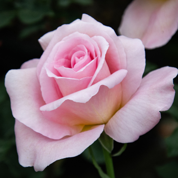 Rose, Hybrid Tea, Tiffany Rose, Hybrid Tea, Tiffany
