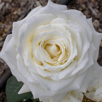 Rose, Hybrid Tea, Tineke Rose, Hybrid Tea, Tineke