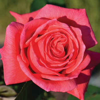 Rose, 36" Tree, Tropicana Rose, 36" Tree, Tropicana
