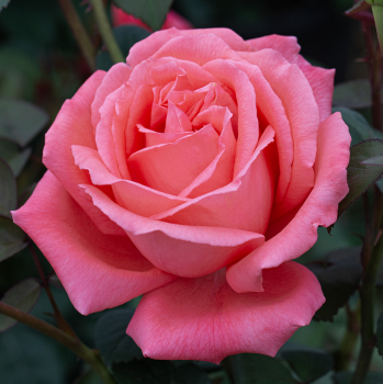 Rose, Hybrid Tea, Tropicana Rose, Hybrid Tea, Tropicana