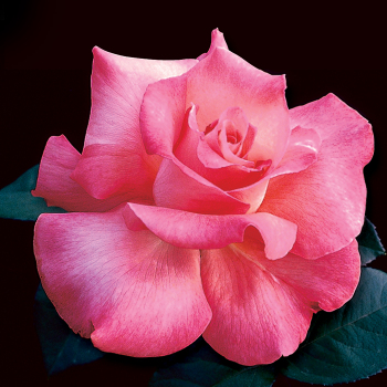 Touch Of Class Hybrid Tea Rose