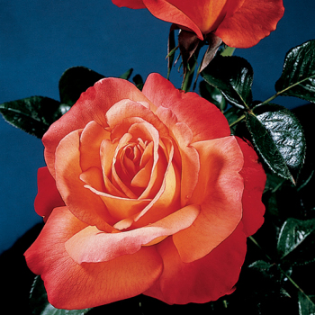 Rose, Hybrid Tea, Voodoo Rose, Hybrid Tea, Voodoo