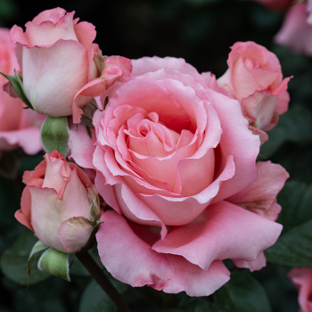 Rose, Grandiflora, Waiheke Rose, Grandiflora, Waiheke