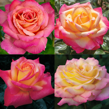 Welcome to Edmunds' Roses!: Edmunds' Roses