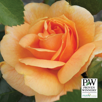 Rose, Floribunda, At Last® Rose, Floribunda, At Last®