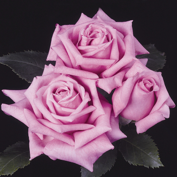 Rose, Shrub, Belinda's Dream Rose, Shrub, Belinda's Dream