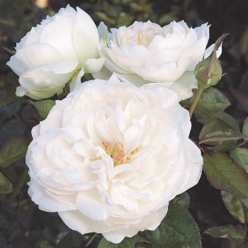 Bolero™ Floribunda Rose