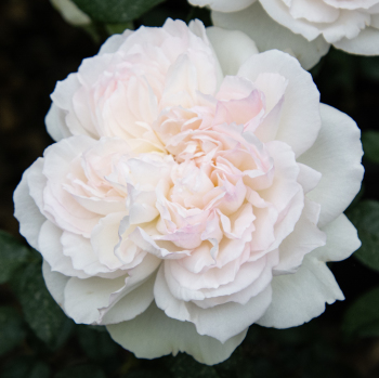 Rose, Floribunda, Bolero™ Rose, Floribunda, Bolero™