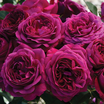 Rose, Floribunda, Celestial Night™ Rose, Floribunda, Celestial Night™