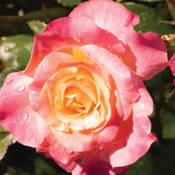 Rose, Floribunda, Day Breaker™ Rose, Floribunda, Day Breaker™