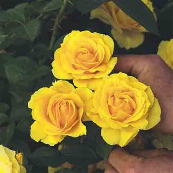 Doris Day Floribunda Rose