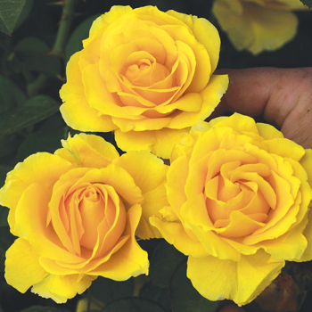 Rose, Floribunda, Doris Day Rose, Floribunda, Doris Day