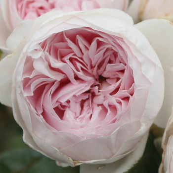 Rose, Floribunda, Earth Angel™ Rose, Floribunda, Earth Angel™