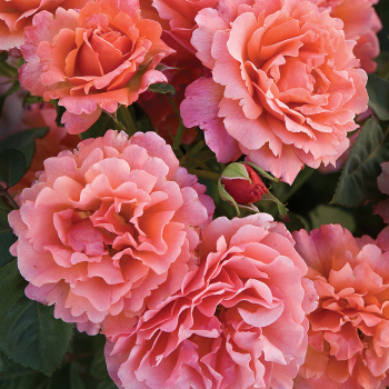 Rose, Floribunda, Easy Does It® Rose, Floribunda, Easy Does It®