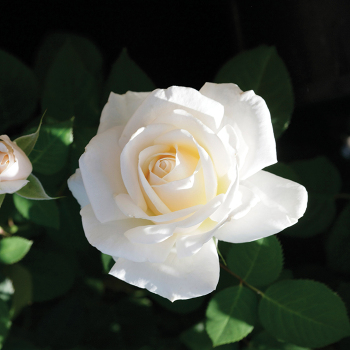 Easy Spirit Floribunda Rose Easy Spirit Floribunda Rose