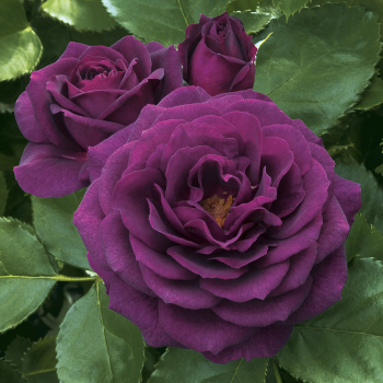 Rose, Floribunda, Ebb Tide®