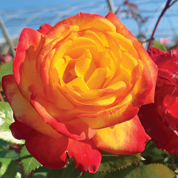 Rose, Floribunda, Garden Flame™ Rose, Floribunda, Garden Flame™