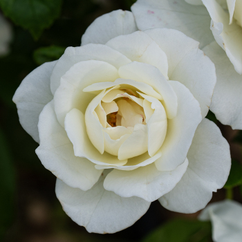 Rose, Floribunda, Iceberg Rose, Floribunda, Iceberg
