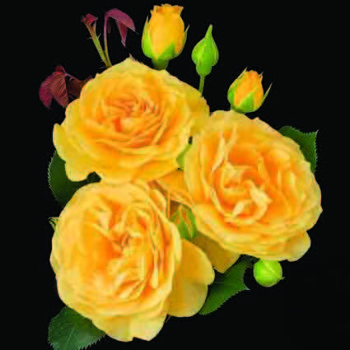Julia Child® Floribunda Rose